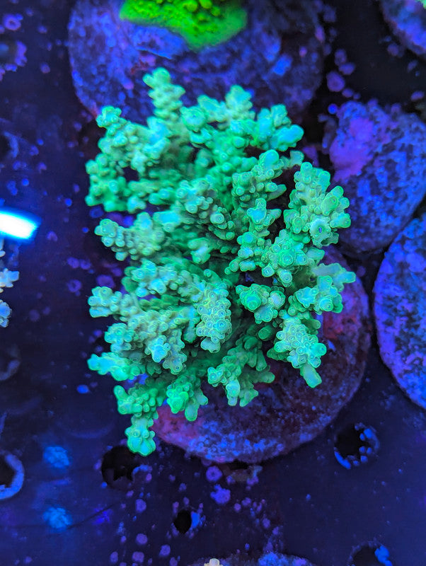 F5-04 SPS Colony