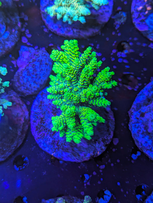 F5-07 SPS Colony