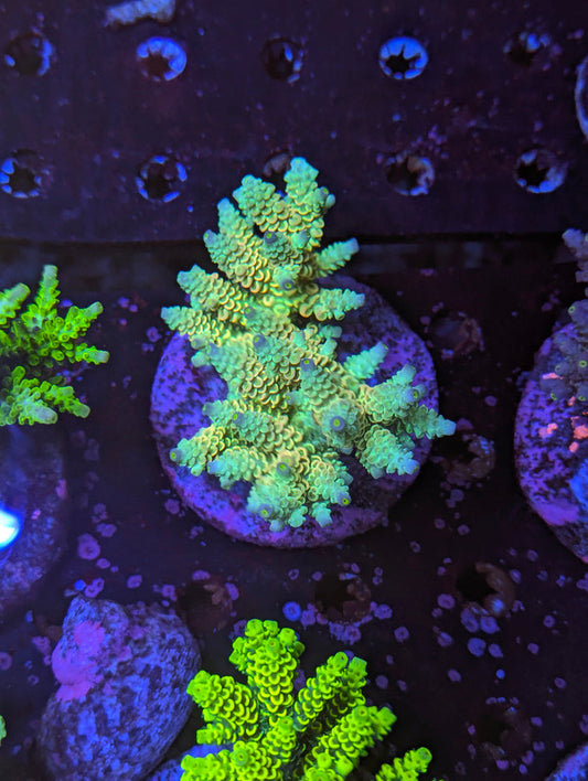 F5-08 SPS Colony