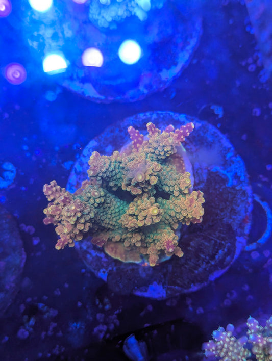 F5-10 SPS Colony