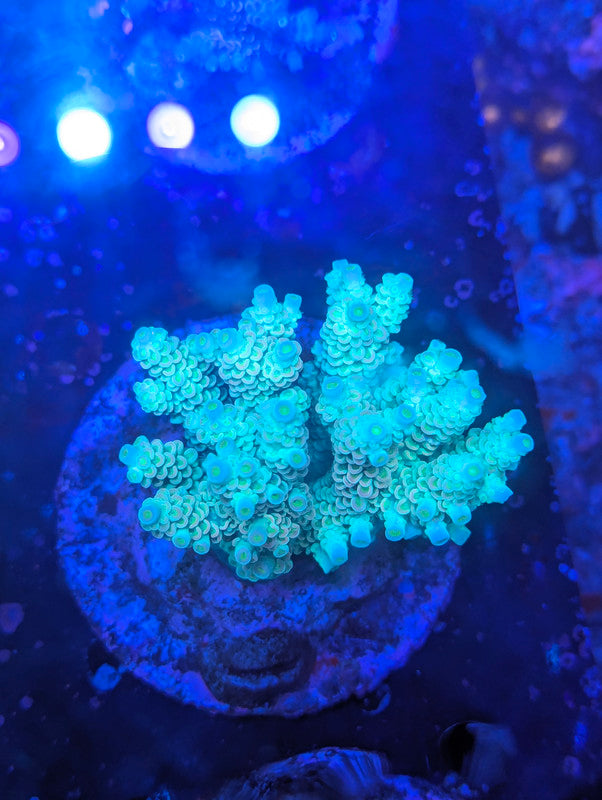 F5-11 SPS Colony