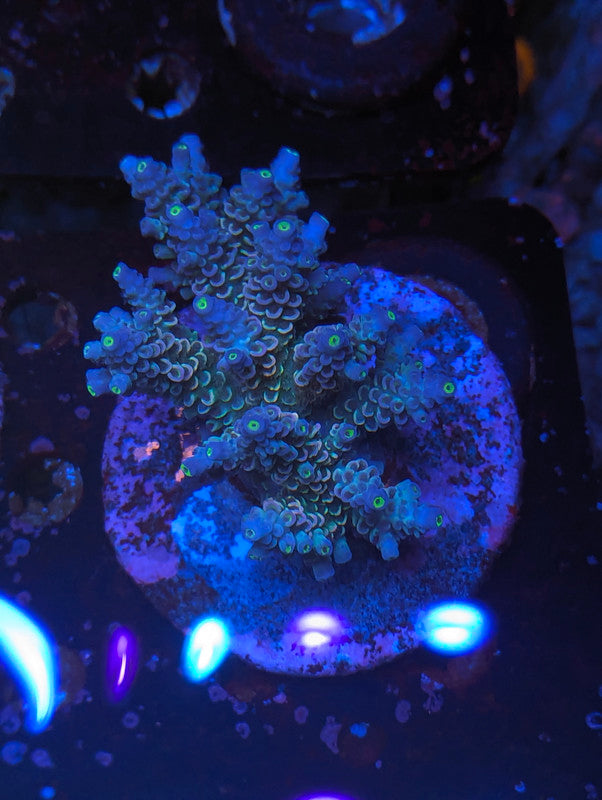 F5-12 SPS Colony