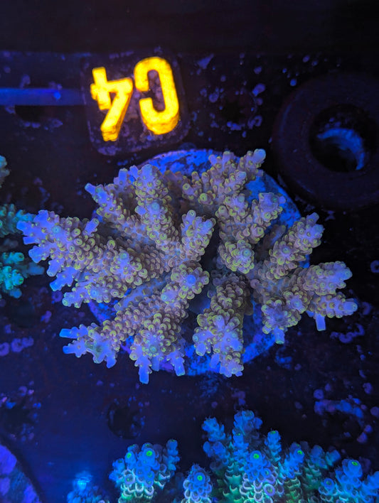 C4-01 SPS Colony