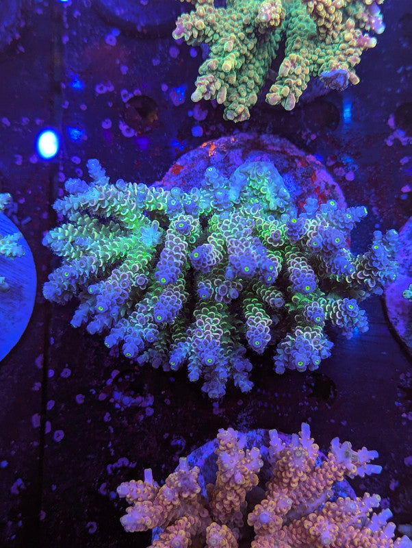 C4-02 SPS Colony