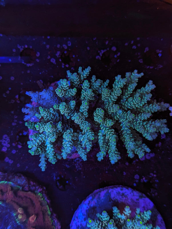 C4-04 SPS Colony