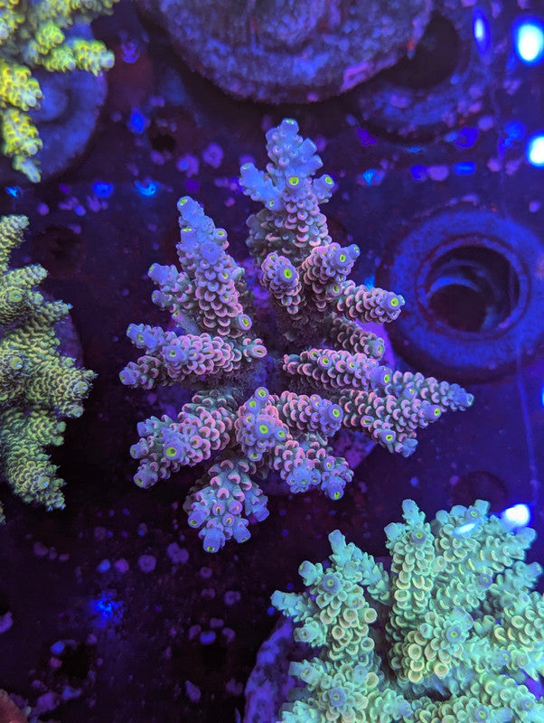 C4-12 SPS Colony