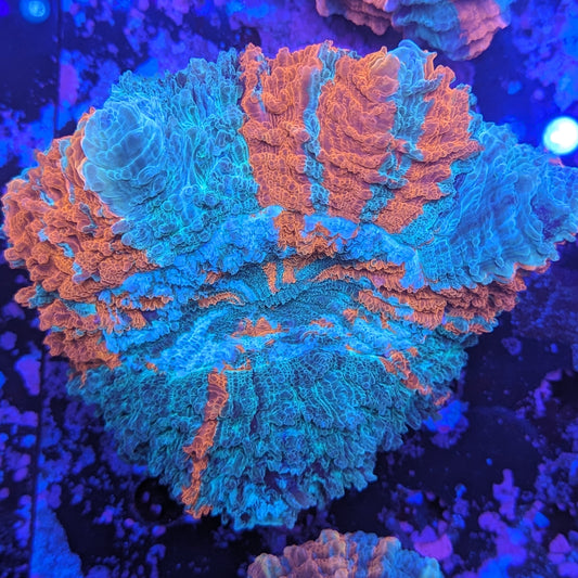 H1-02-04 Ocean Lava Acanthophyllia