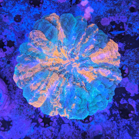 H1-08-04 Glitter Bomb Mouth Pumpkin patch Acanthophyllia