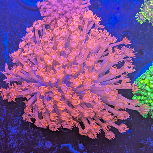 S4-02 Large Goni Colony