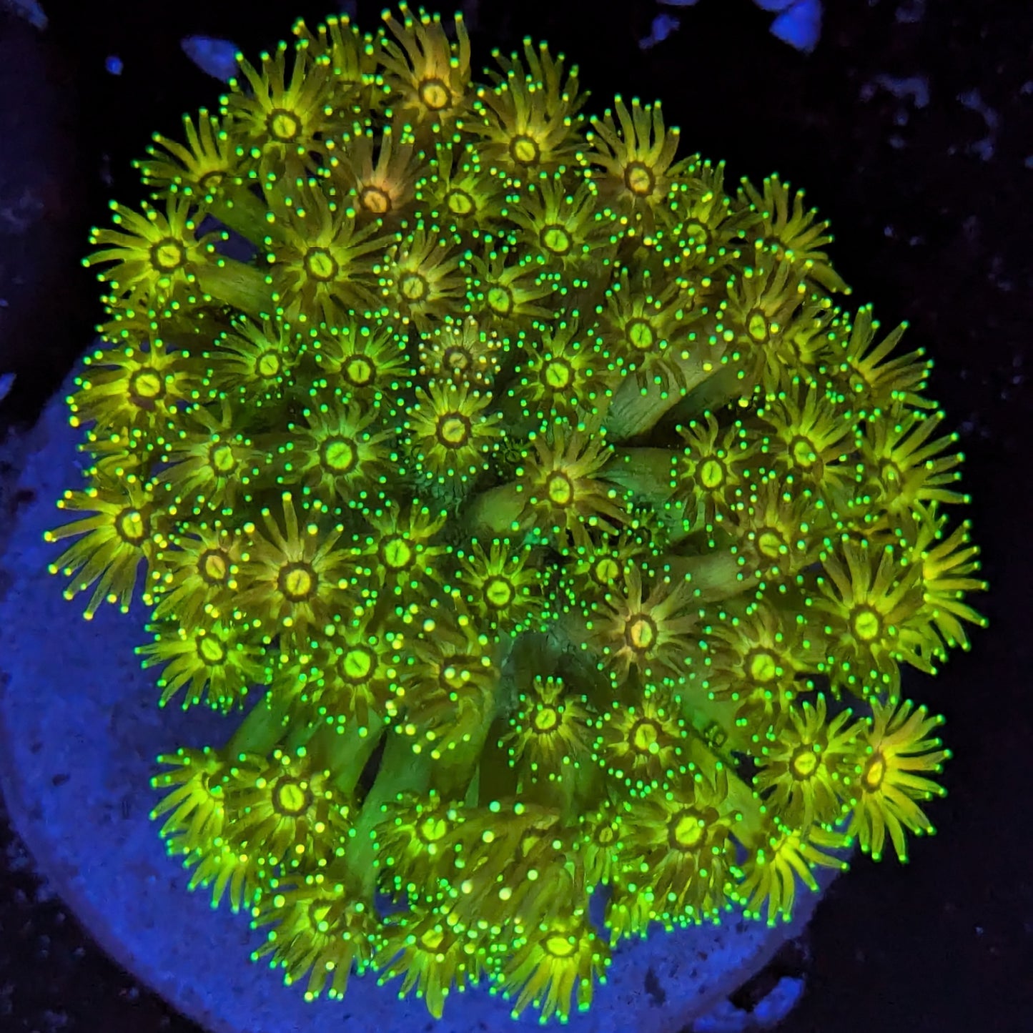 S4-10 Green Highlighter Tips Mini Colony