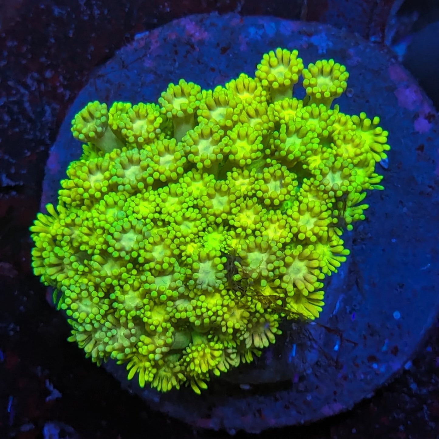 S4-12 Green Goni Mini Colony