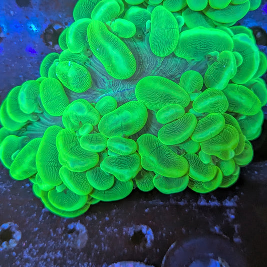 L5-07 Bubble Coral