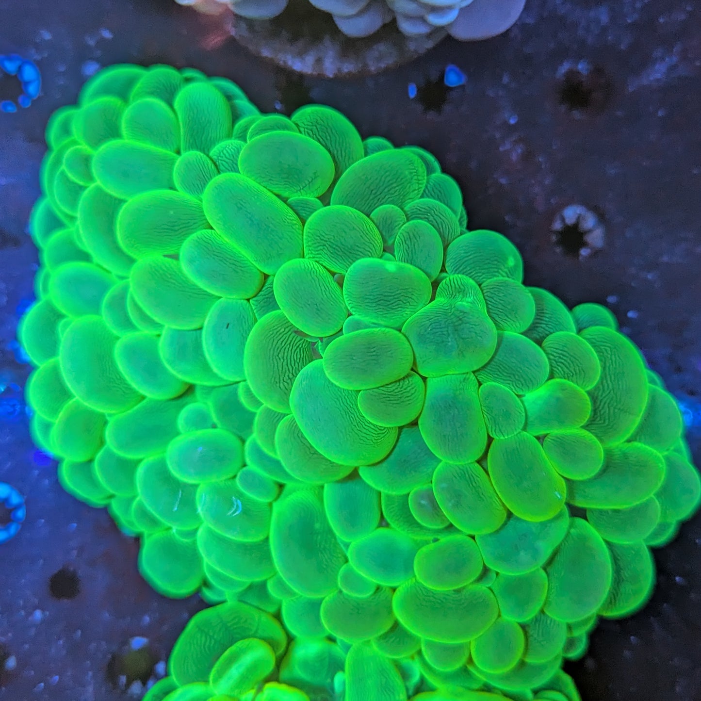 L5-08 Bubble Coral