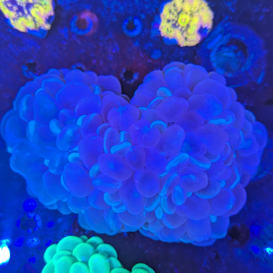 L5-09 Bubble Coral