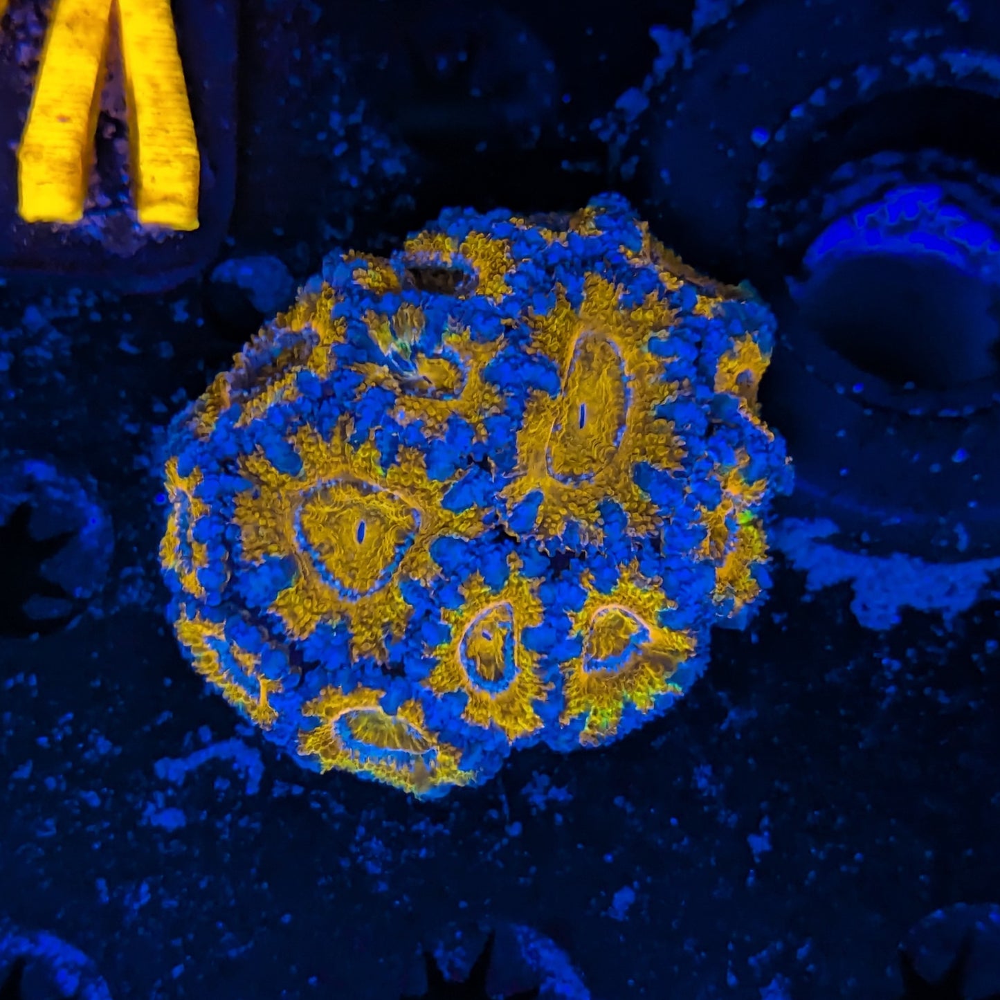 V4-01 Acan Mini Colony