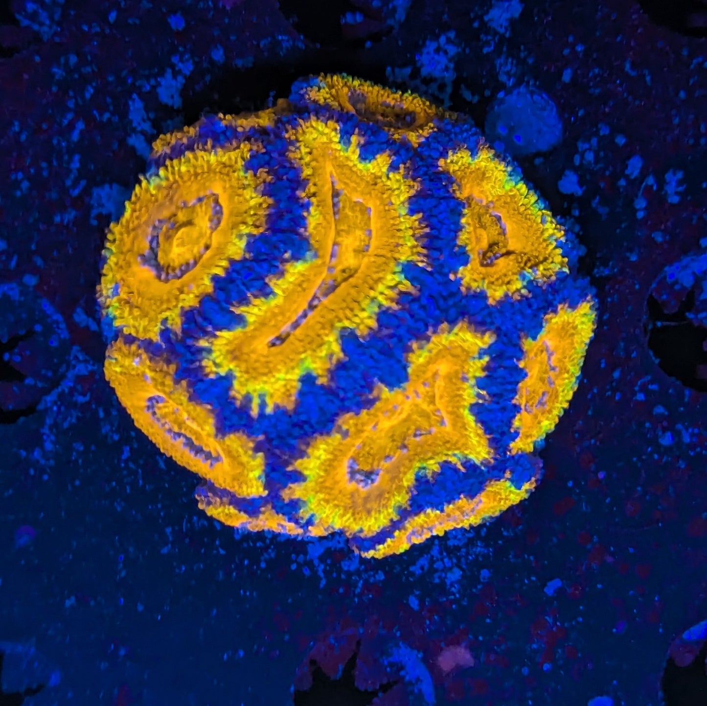 V4-02 Acan Mini Colony