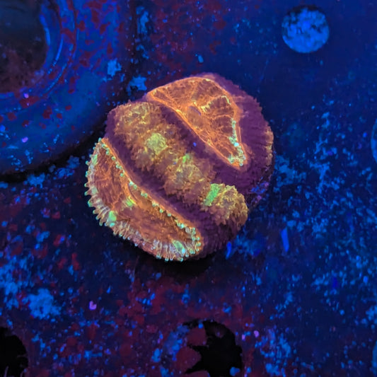 V4-04 Asian Acan