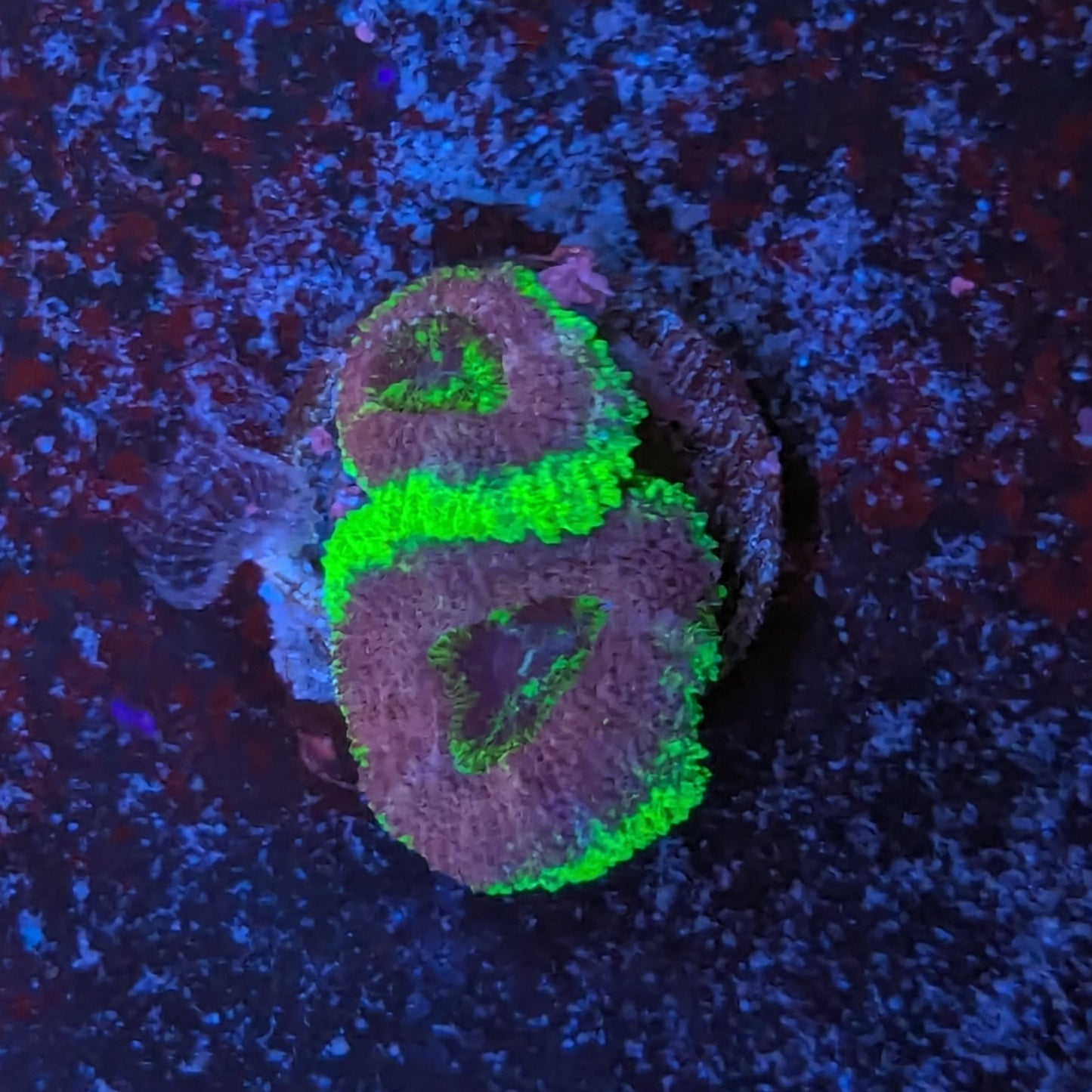 V4-08 Asian Acan