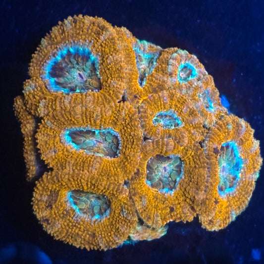 V01-01 WYSIWYG Acan Colony