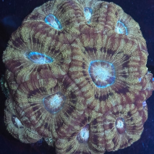 V01-02 WYSIWYG Acan Colony