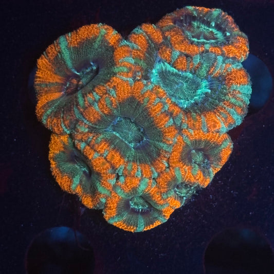 V01-03 WYSIWYG Acan Colony