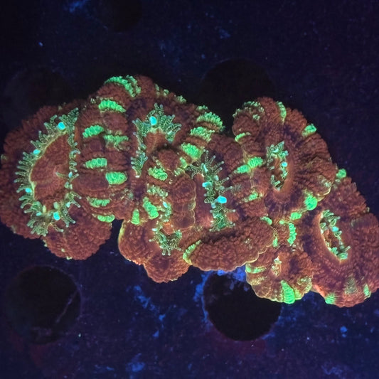 V01-04 WYSIWYG Acan Colony