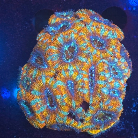 V01-08 WYSIWYG Acan Colony