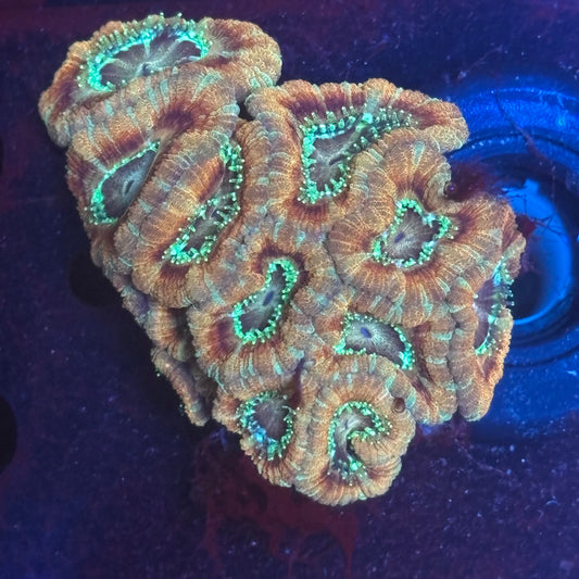 V01-09 WYSIWYG Acan Colony