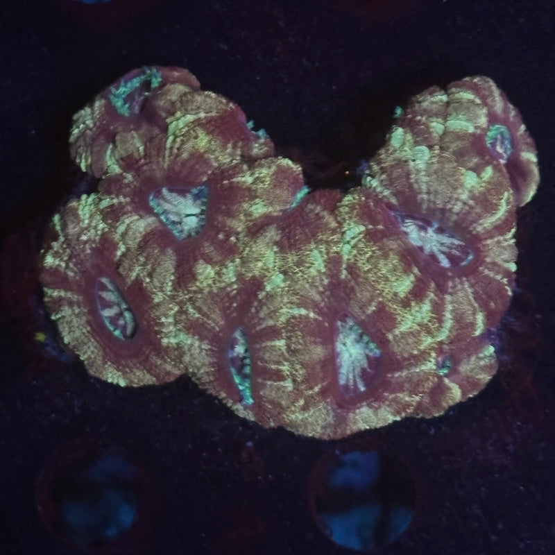 V02-02 WYSIWYG Acan Colony