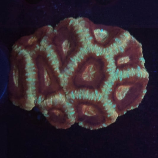V02-03 WYSIWYG Acan Colony
