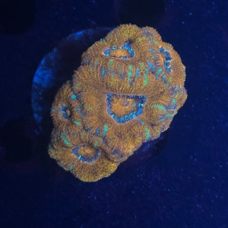 V02-04 WYSIWYG Acan Colony