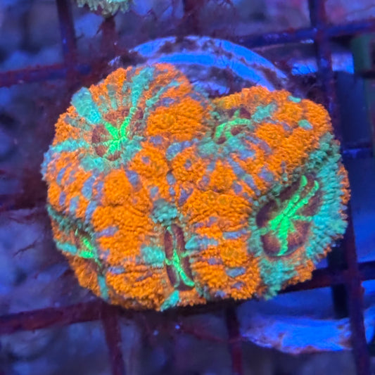V02-06 WYSIWYG Acan Colony