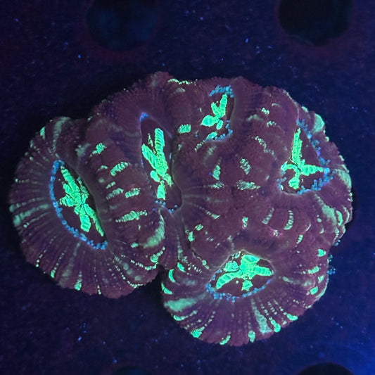 V02-08 WYSIWYG Acan Colony