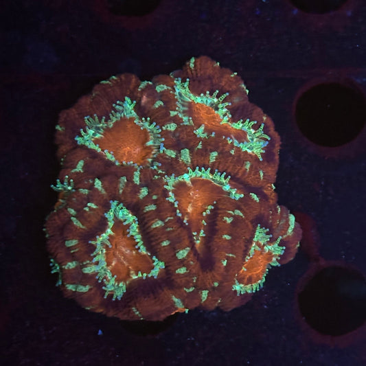 V02-09 WYSIWYG Acan Colony