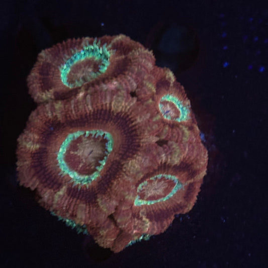 V03-01 WYSIWYG Acan Colony