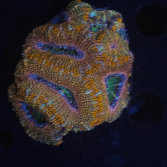 V03-02 WYSIWYG Acan Colony