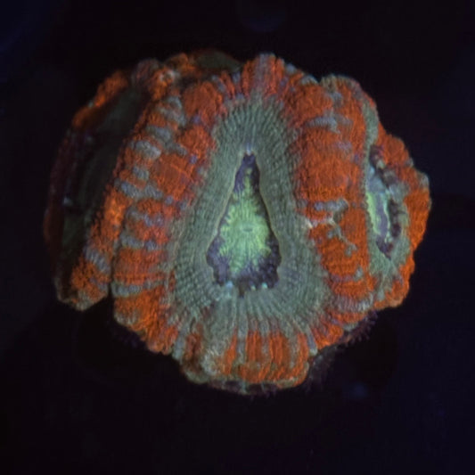 V03-03 WYSIWYG Acan Colony