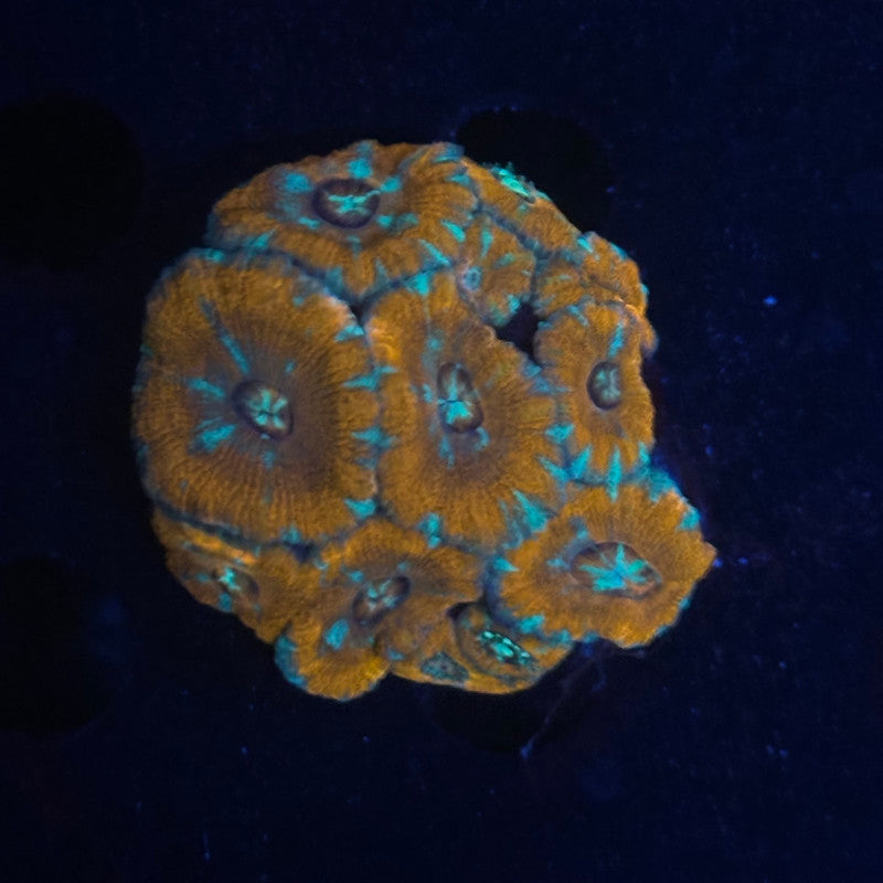 V03-04 WYSIWYG Acan Colony