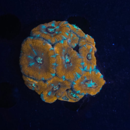 V03-04 WYSIWYG Acan Colony