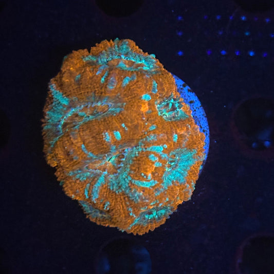 V03-05 WYSIWYG Acan Colony