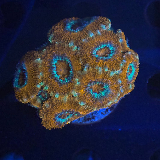 V03-06 WYSIWYG Acan Colony
