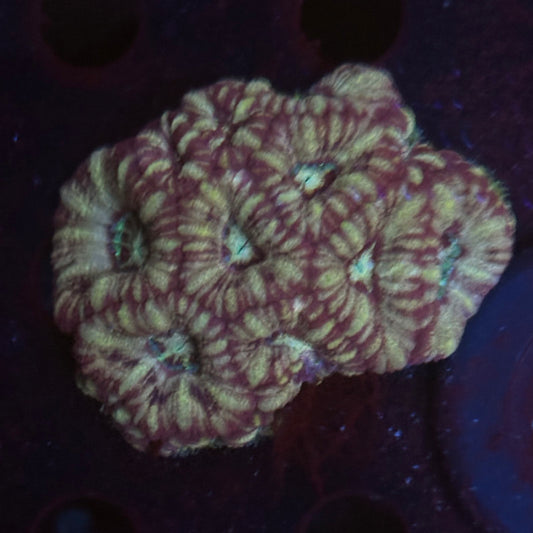 V03-07 WYSIWYG Acan Colony