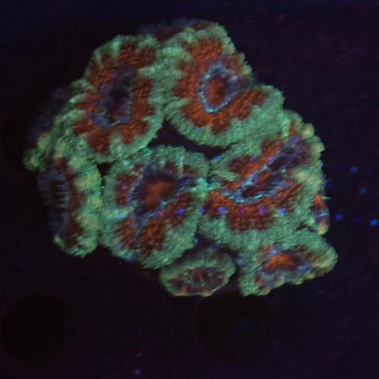 V03-08 WYSIWYG Acan Colony