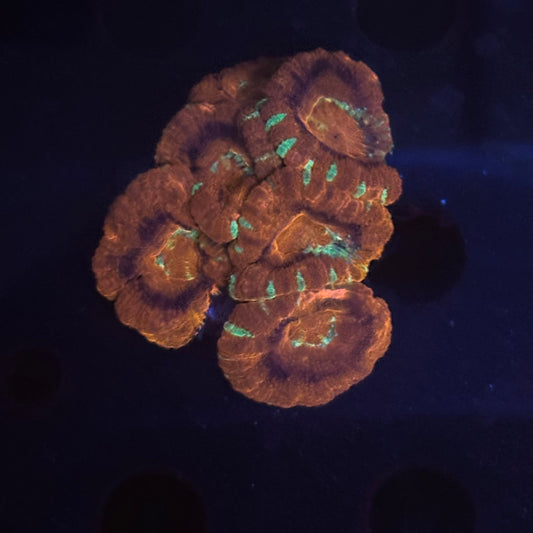 V03-09 WYSIWYG Acan Colony
