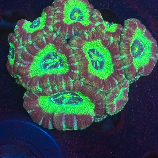 V04-01 WYSIWYG Acan Colony