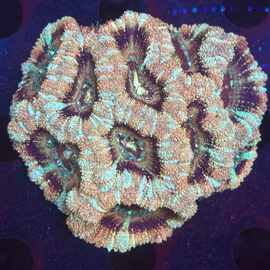 V04-02 WYSIWYG Acan Colony