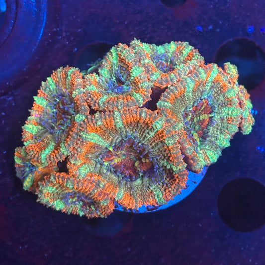 V04-03 WYSIWYG Acan Colony