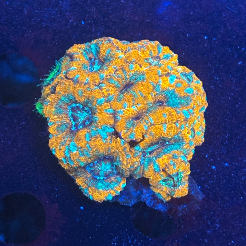 V04-04 WYSIWYG Acan Colony
