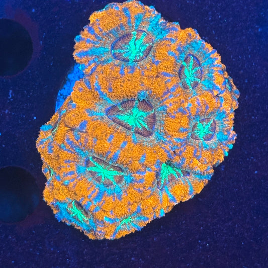 V04-05 WYSIWYG Acan Colony
