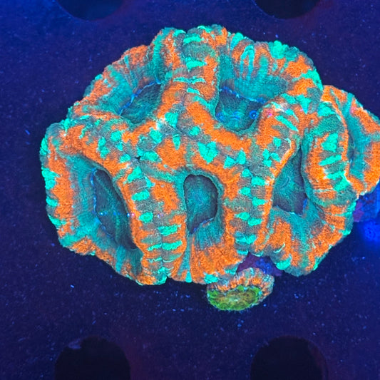 V04-06 WYSIWYG Acan Colony